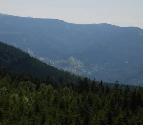 Black Forest near Waldbronn
